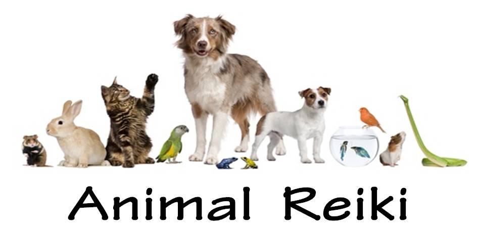 Companion Animal Reiki 1 Winnipeg Healing Connection