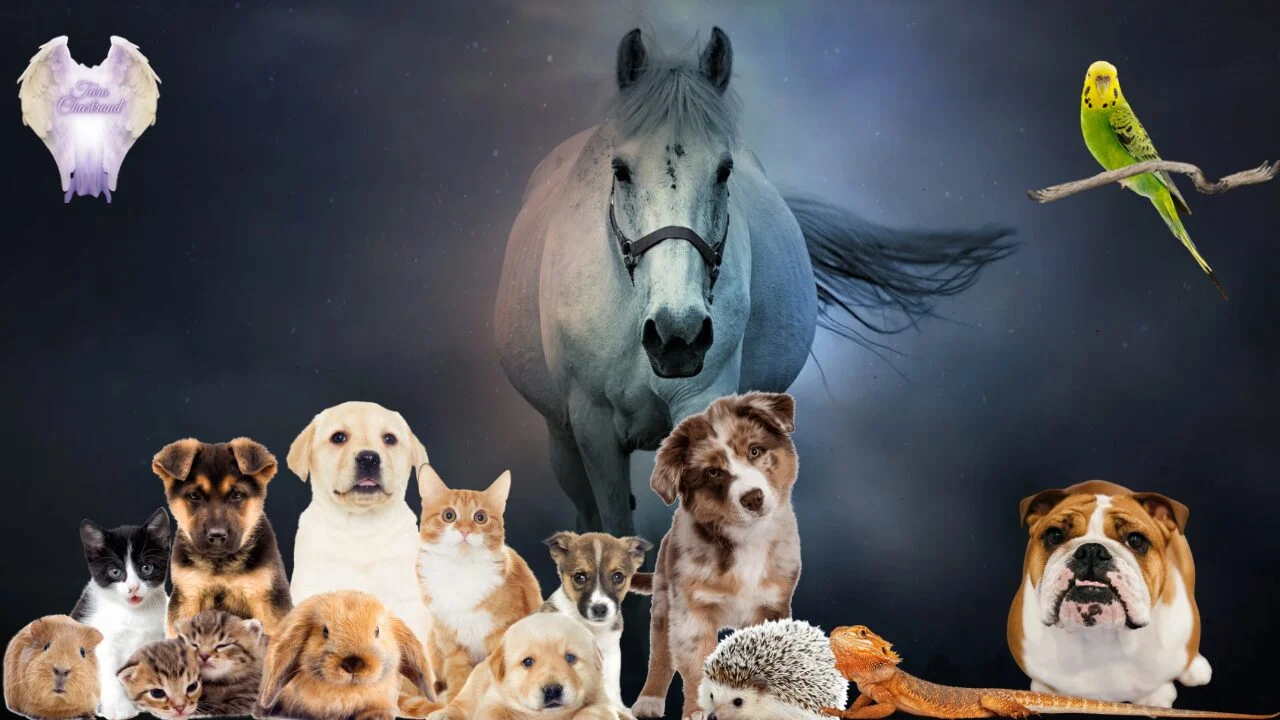 Animal Reiki